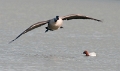 Canadese gans 2010 -01